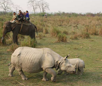 Rhino in Kaziranga National Park