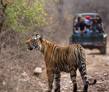 Tiger Reserve in Ranthambore