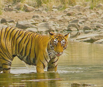 Spotting Tigers in Bahartpur, Rajasthan