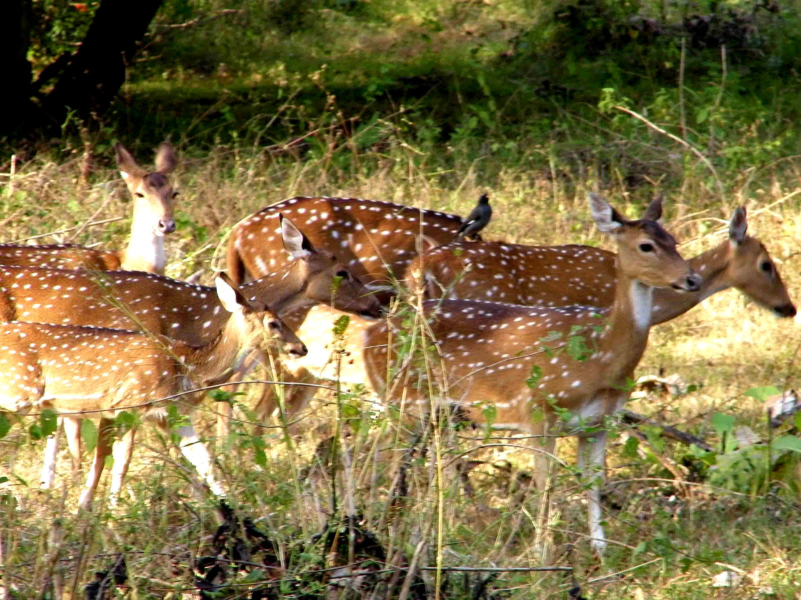Mudumalai wildlife Sanctuary