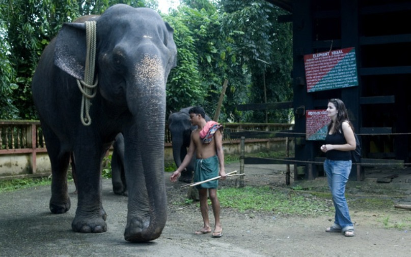 Kodanad Elephant sanctuary
