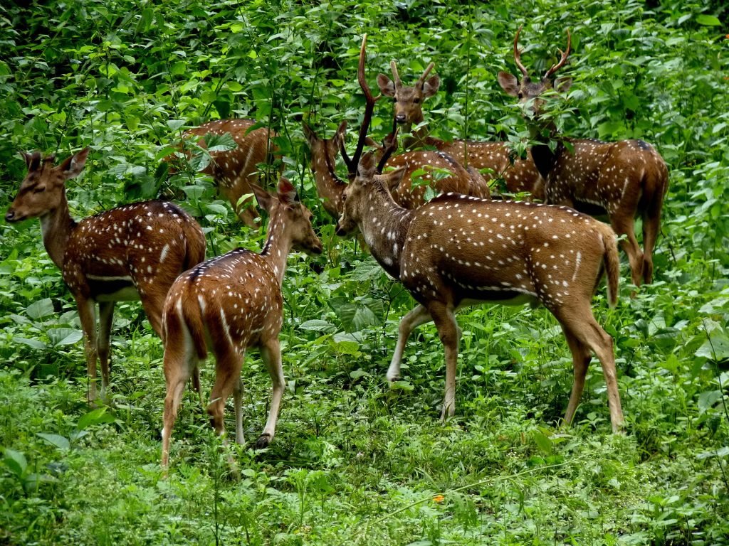 Periyar National Park 1