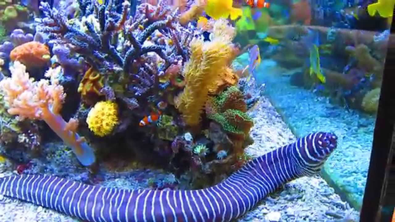 Marine aquarium