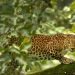 Tadoba National Park