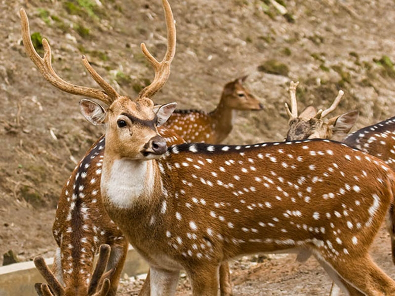 Top 5 Wildlife Sanctuary & National Park in Tamil Nadu