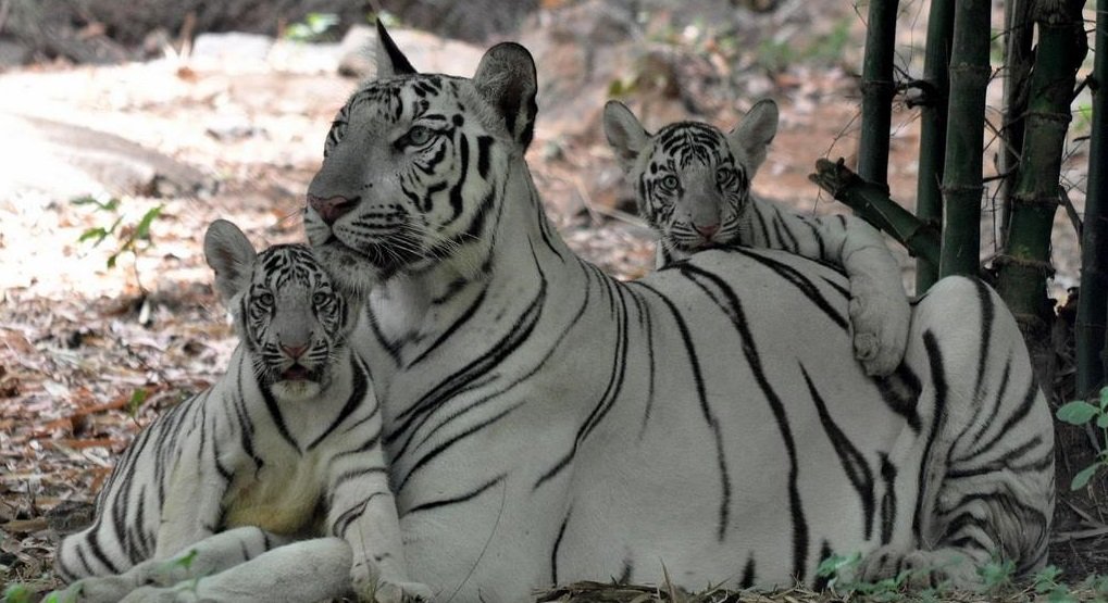 difference between zoo wildlife sanctuary and national park