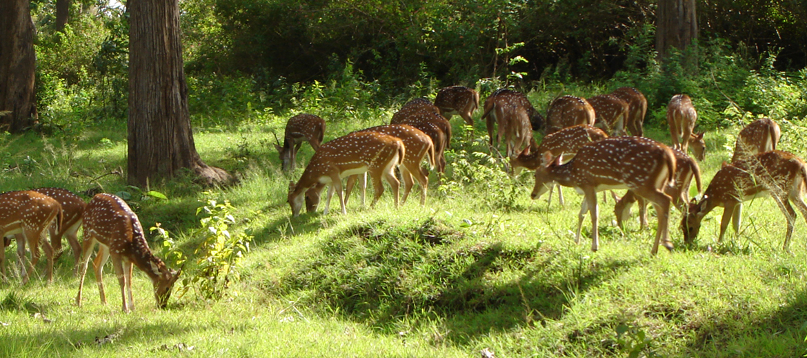 Top 5 Wildlife Sanctuary & National Park in Tamil Nadu