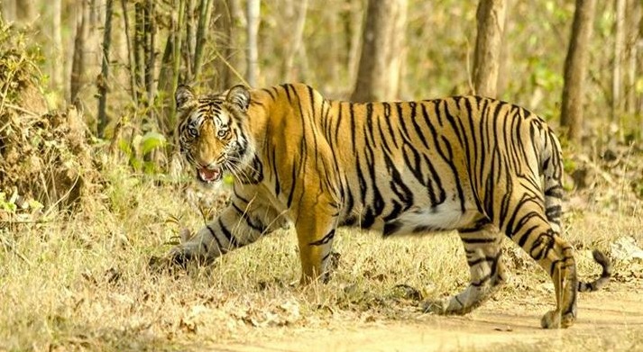 Nagzira Wildlife Sanctuary, Maharashtra