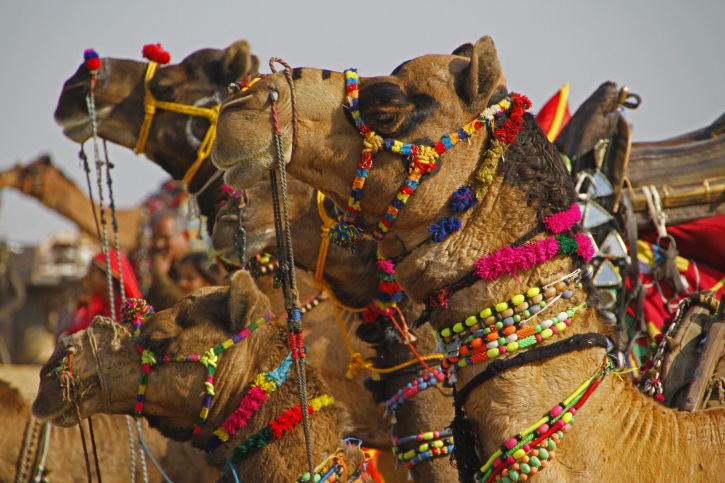 Bikaner Camel Fair