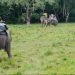 elephant safari corbett