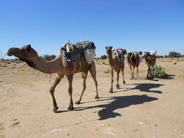 camels in jaisalmer