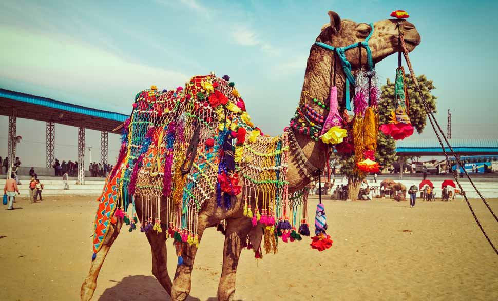 Pushkar Camel Fair, Pushkar