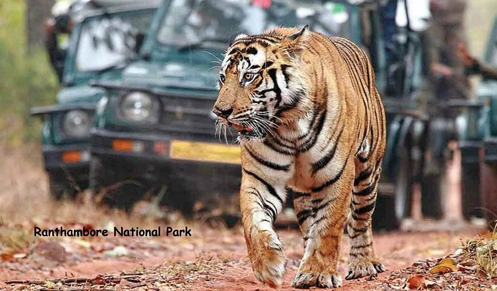 Ranthambhore National Park