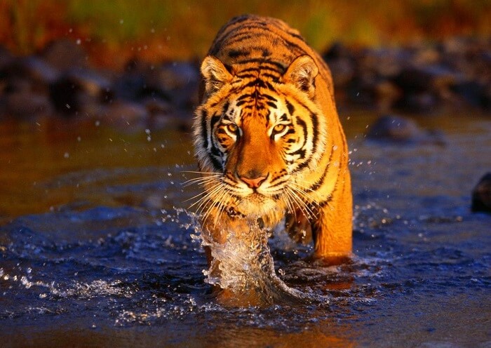 Sariska Tiger Reserve, Rajasthan