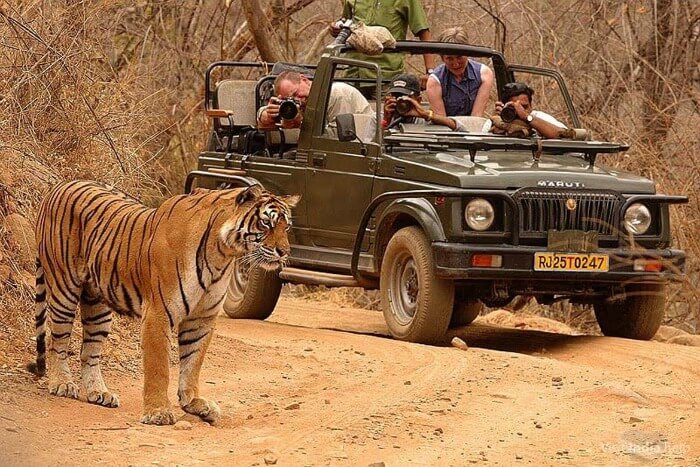 Jungle Safari, Rajasthan