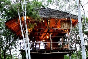 Tree House in Sri Lanka