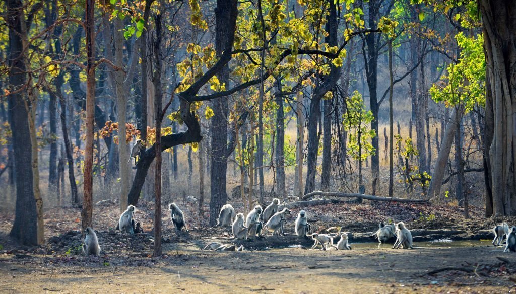 Pench national Park