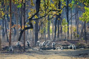 Pench national Park