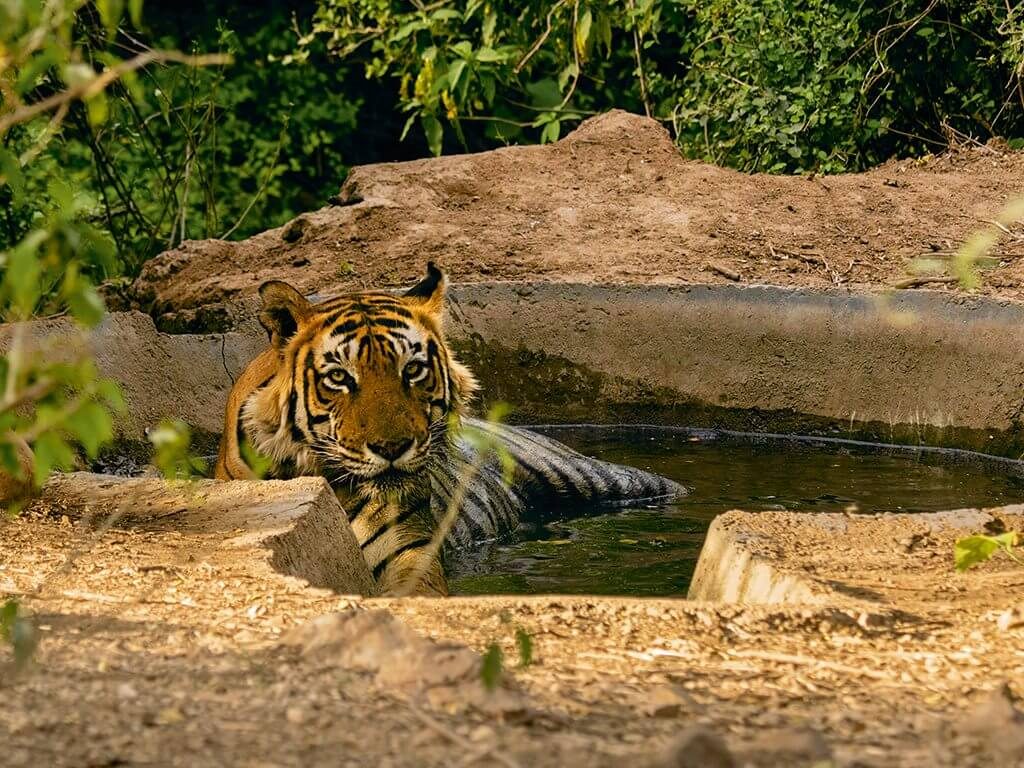 Sariska Tiger Reserve
