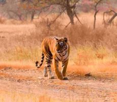 Ranthambhore Tour from Delhi