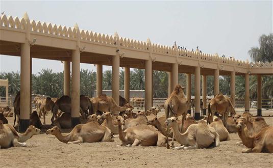 National Research Centre on Camel, Bikaner