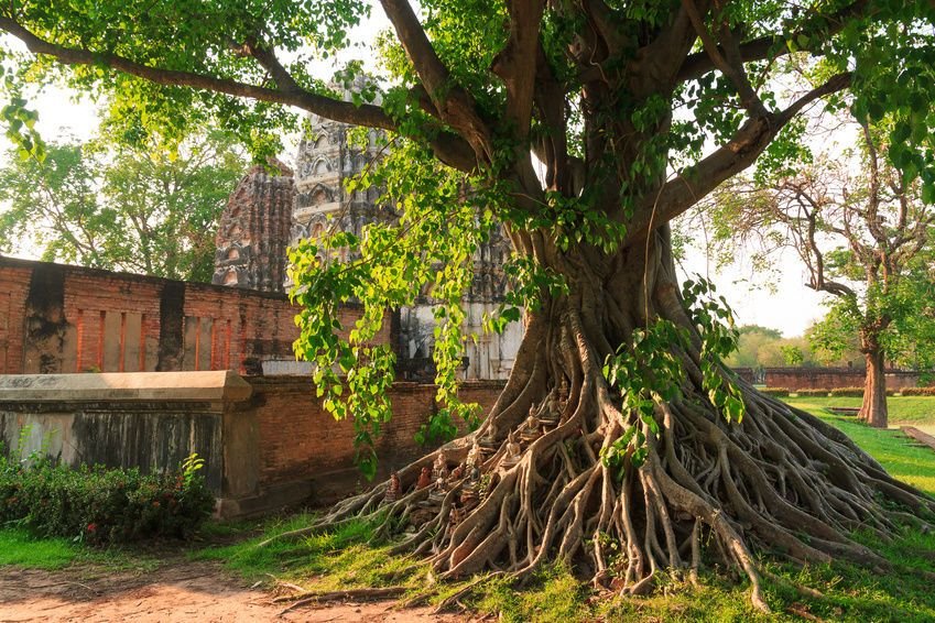 Buddha Bodhi Tree Print