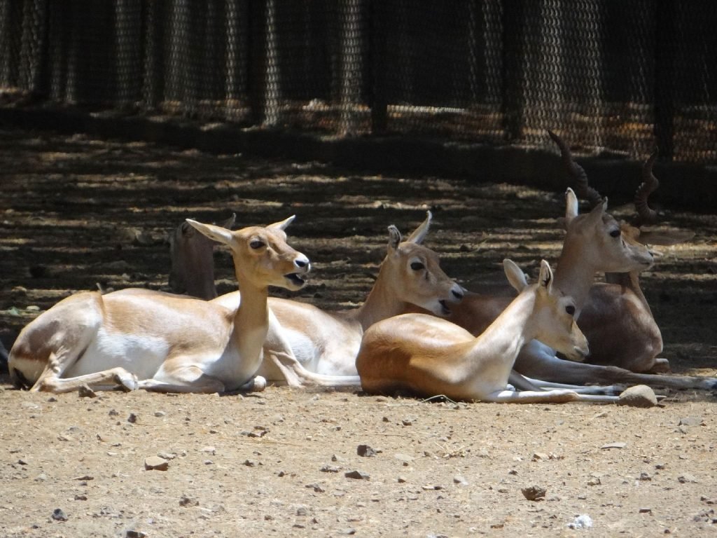 Veermata Jijabai Bhosale Zoo