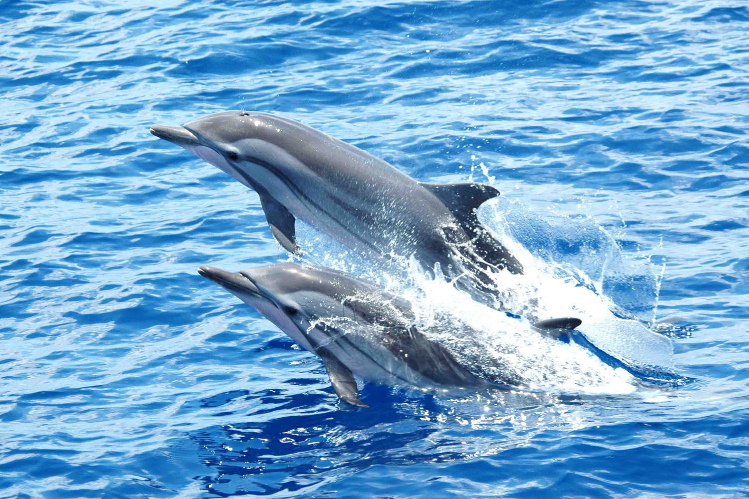 places to spots Dolphins