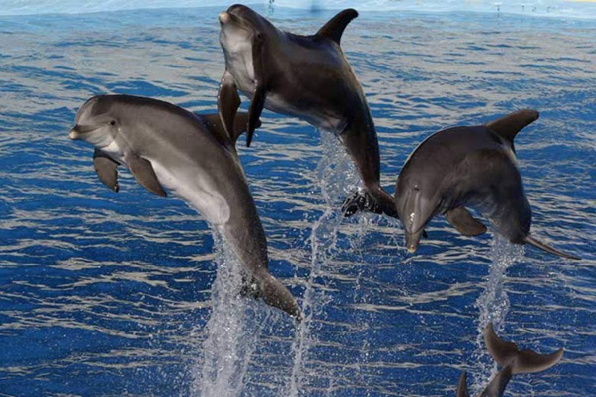 Places to spots Dolphins