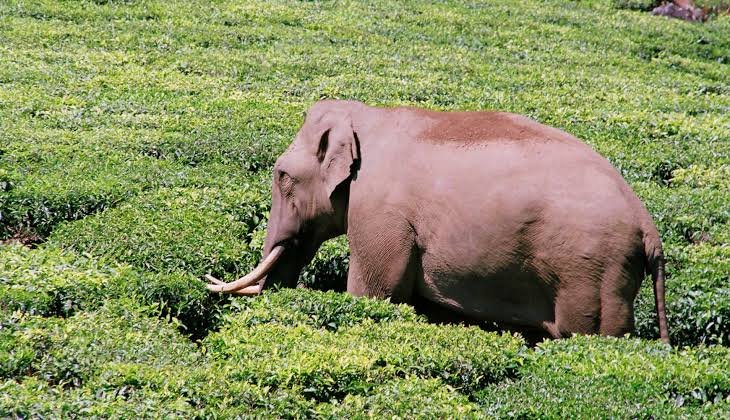 Things to do in Munnar