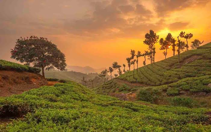 Attractions in Munnar