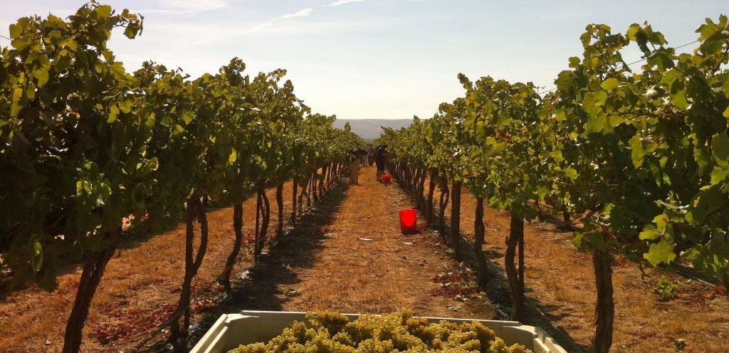 Vineyards in India