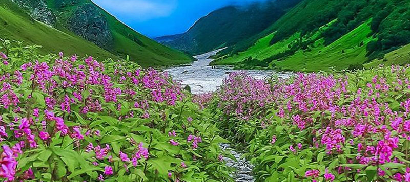 valley of flowers uttarakhand best time to visit