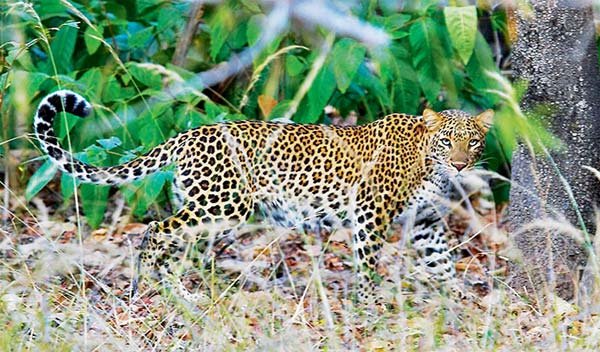 Leopardo en el Parque Nacional Pench, Madhya Pradesh, India