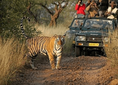 Ranthambore National Park