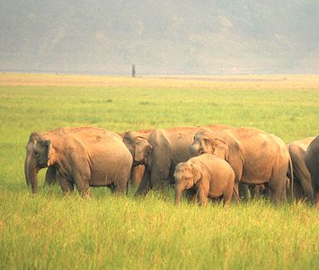  Mumbai To Delhi Wildlife with Rajasthan Special