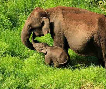 Baby Elephant