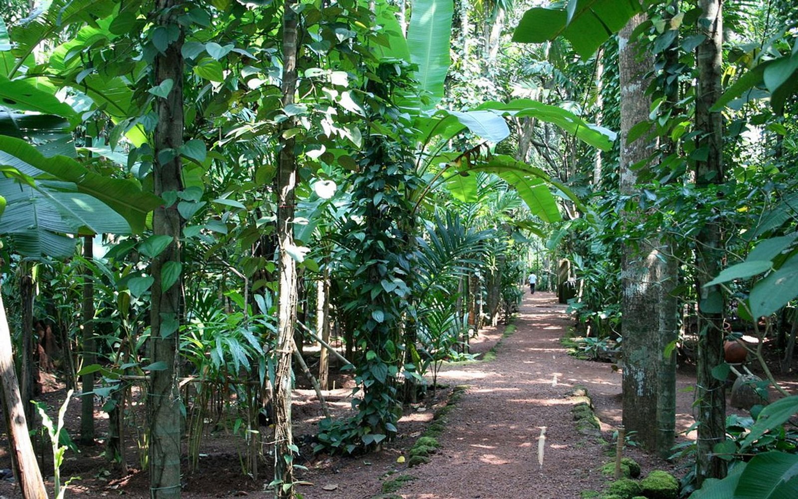 Abyss Spice Plantation