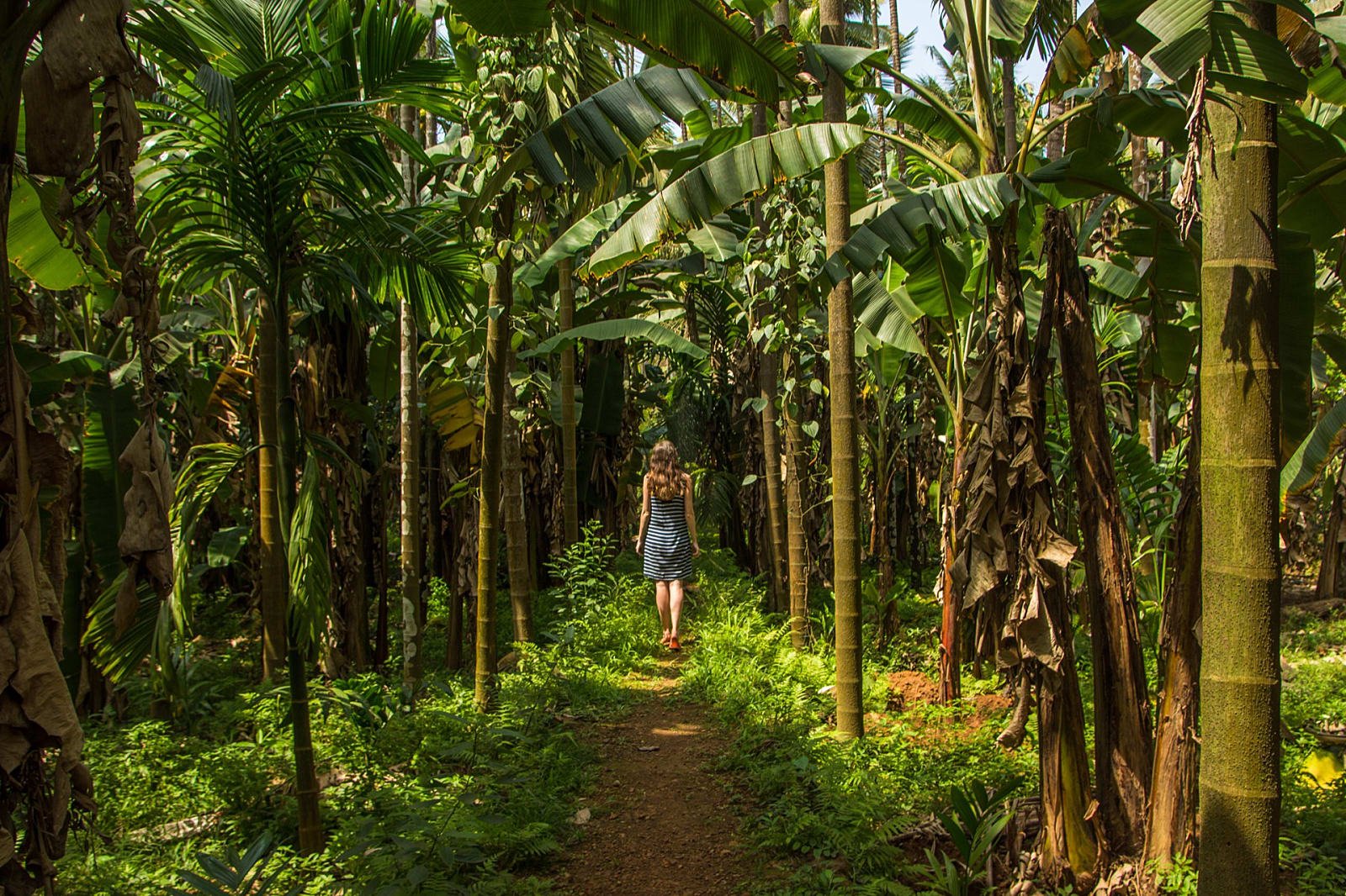 Goa Tropical Spice Plantation