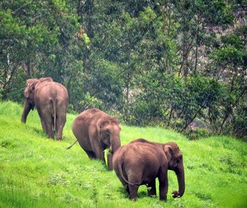 Corbett Wildlife Tour From Delhi