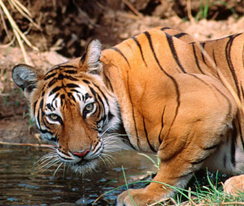 Wildlife Tour India - Packages, itinerary, Safari