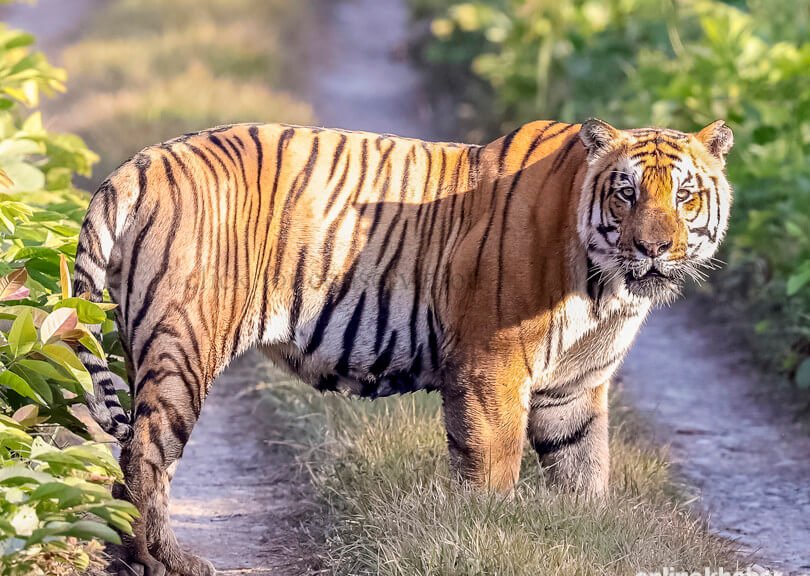 Tiger in Chitwan National Park