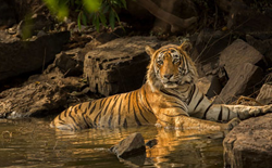 Tiger Reserve in India