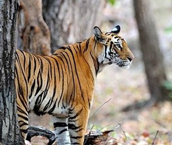 Wildlife Tourism in India