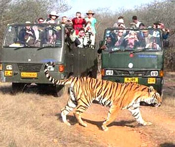 Jungle Safari in Ranthambore National Park