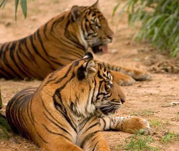 Tiger in Bandhavgarh National Park