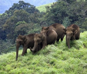 Wildlife Sanctuaries in Kerala