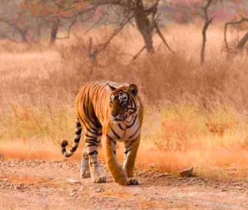 Ranthambhore Wildlife Tour From jaipur