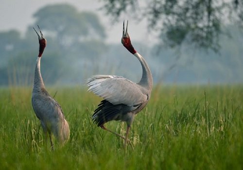 Bharatpur Bird Sanctuary