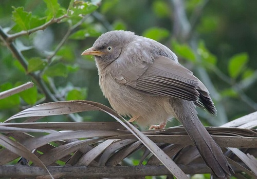 Bird at Bharatpur Sanctuary